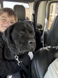 Lost Male Dog last seen Near cr 223 arp tx 75750, Arp, TX 75750