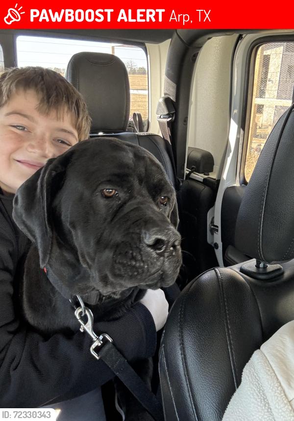 Lost Male Dog last seen Near cr 223 arp tx 75750, Arp, TX 75750