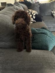 Lost Male Dog last seen Flamingo and Boulder highway , Paradise, NV 89121