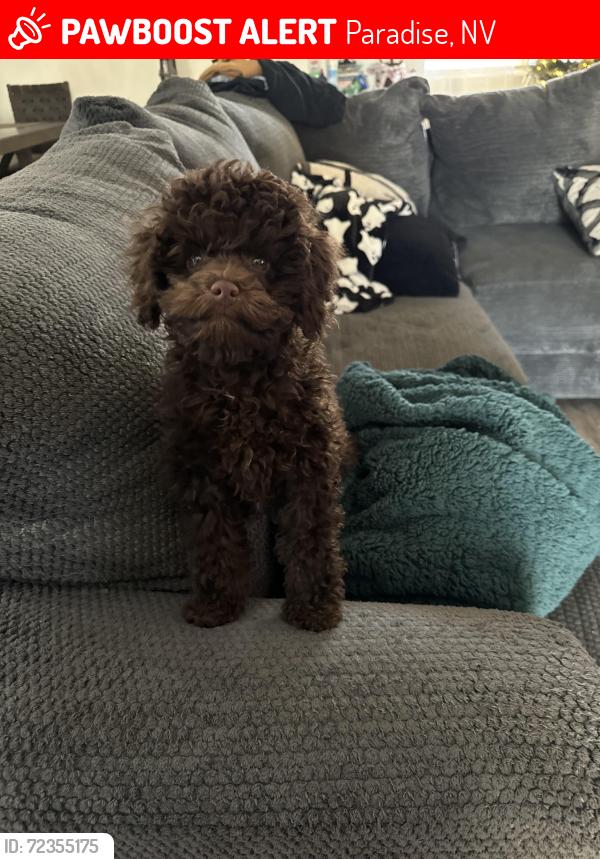 Lost Male Dog last seen Flamingo and Boulder highway , Paradise, NV 89121