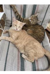 Lost Male Cat last seen Happy hollow rd, Near Hwy 149, Gregg County, TX 75603