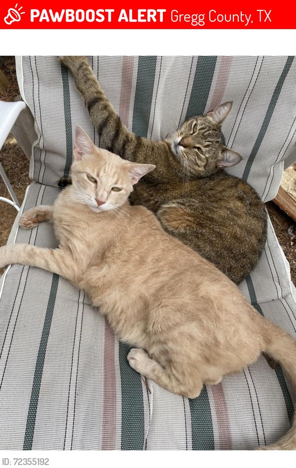 Lost Male Cat last seen Happy hollow rd, Near Hwy 149, Gregg County, TX 75603