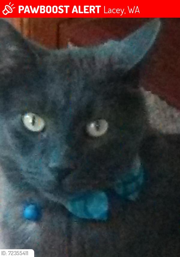 Lost Male Cat last seen College ST, Lacey, WA 98513