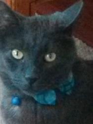Lost Male Cat last seen College ST, Lacey, WA 98513