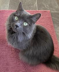 Lost Female Cat last seen W Pearl Road and Torringford St, Torrington, CT 06790