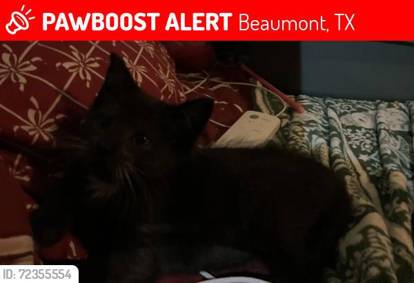 Lost Female Cat last seen 9th and Haze, Beaumont, TX 77702