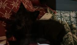 Lost Female Cat last seen 9th and Haze, Beaumont, TX 77702