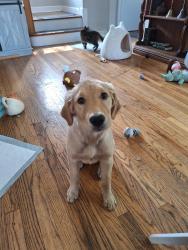 Lost Female Dog last seen Pete's Fresh Market parking lot at Oakbrook Terrace, IL, Oakbrook Terrace, IL 60181