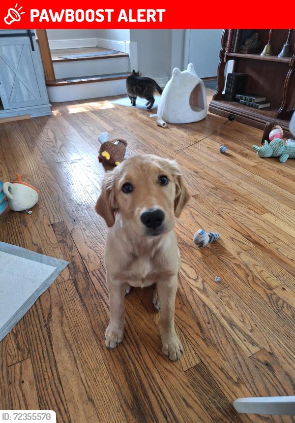 Lost Female Dog last seen Pete's Fresh Market parking lot at Oakbrook Terrace, IL, Oakbrook Terrace, IL 60181