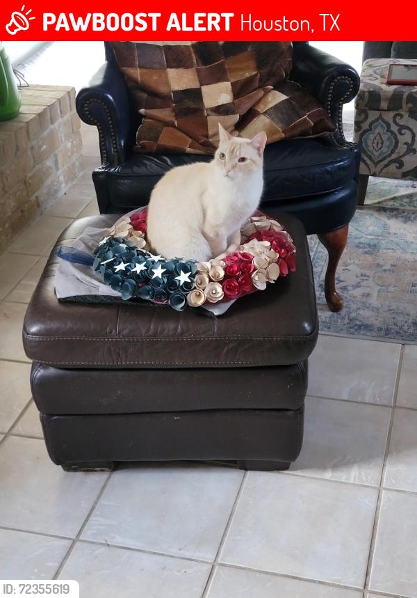Lost Male Cat last seen Forest Elementary, Houston, TX 77339