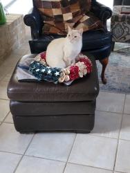 Lost Male Cat last seen Forest Elementary, Houston, TX 77339