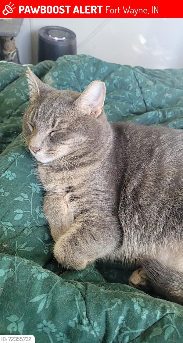 Lost Male Cat last seen Allen Vetinary hosp & Willow Creek Crossing apmts, Fort Wayne, IN 46819