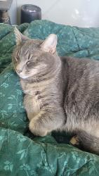 Lost Male Cat last seen Allen Vetinary hosp & Willow Creek Crossing apmts, Fort Wayne, IN 46819