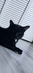 Lost Male Cat last seen Wilona Ln . Knoxville Tn 37922, Knoxville, TN 37922