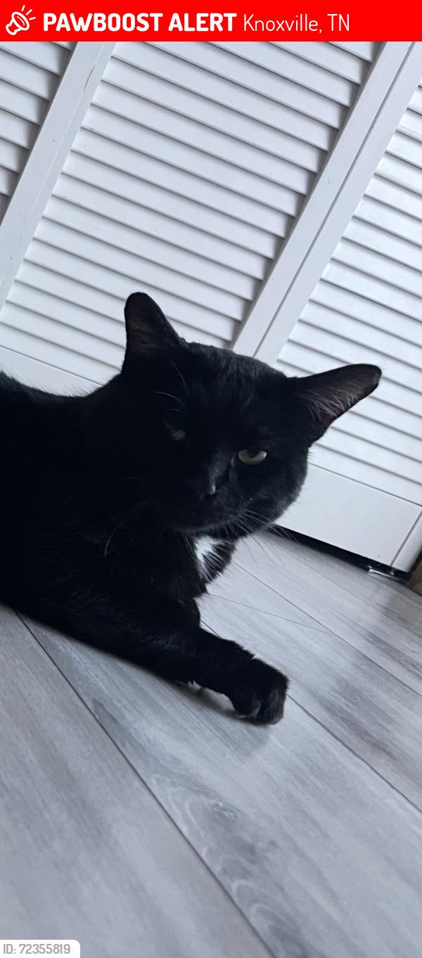 Lost Male Cat last seen Wilona Ln . Knoxville Tn 37922, Knoxville, TN 37922