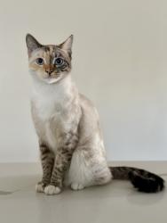 Lost Female Cat last seen Inglewood blvd & 120th St, Hawthorne, CA 90250