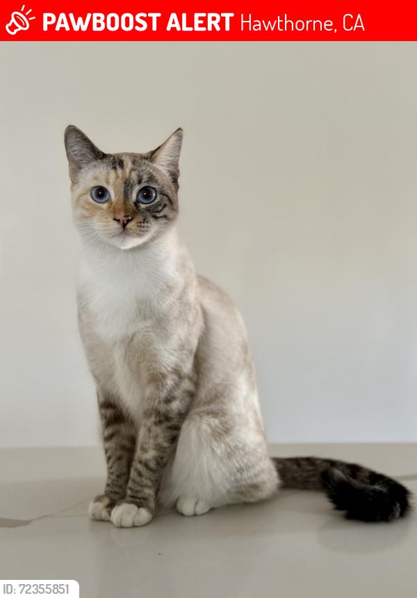 Lost Female Cat last seen Inglewood blvd & 120th St, Hawthorne, CA 90250