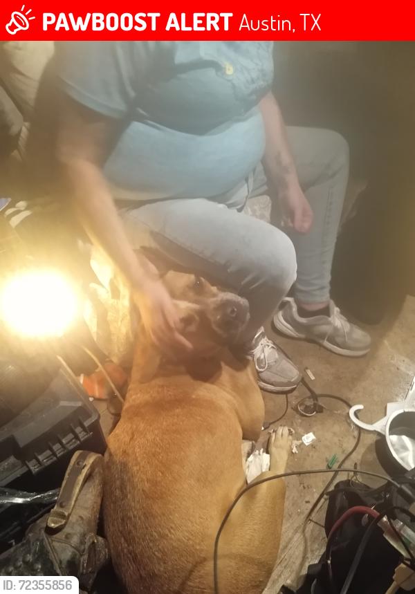 Lost Male Dog last seen William Cannon  n slaughter , Austin, TX 78744