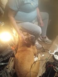 Lost Male Dog last seen William Cannon  n slaughter , Austin, TX 78744