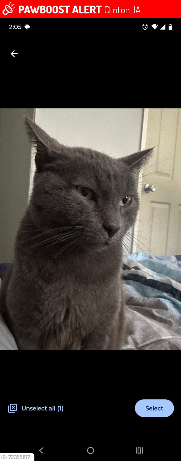 Lost Male Cat last seen Near Midas , Clinton, IA 52732