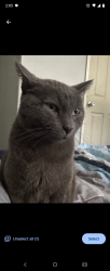Lost Male Cat last seen Near Midas , Clinton, IA 52732