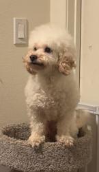 Lost Female Dog last seen Sitting Bull and Nisqualli, Victorville, CA 92395