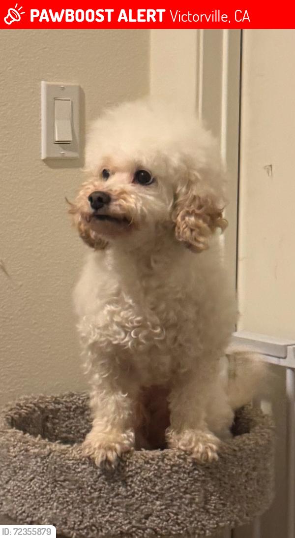 Lost Female Dog last seen Sitting Bull and Nisqualli, Victorville, CA 92395