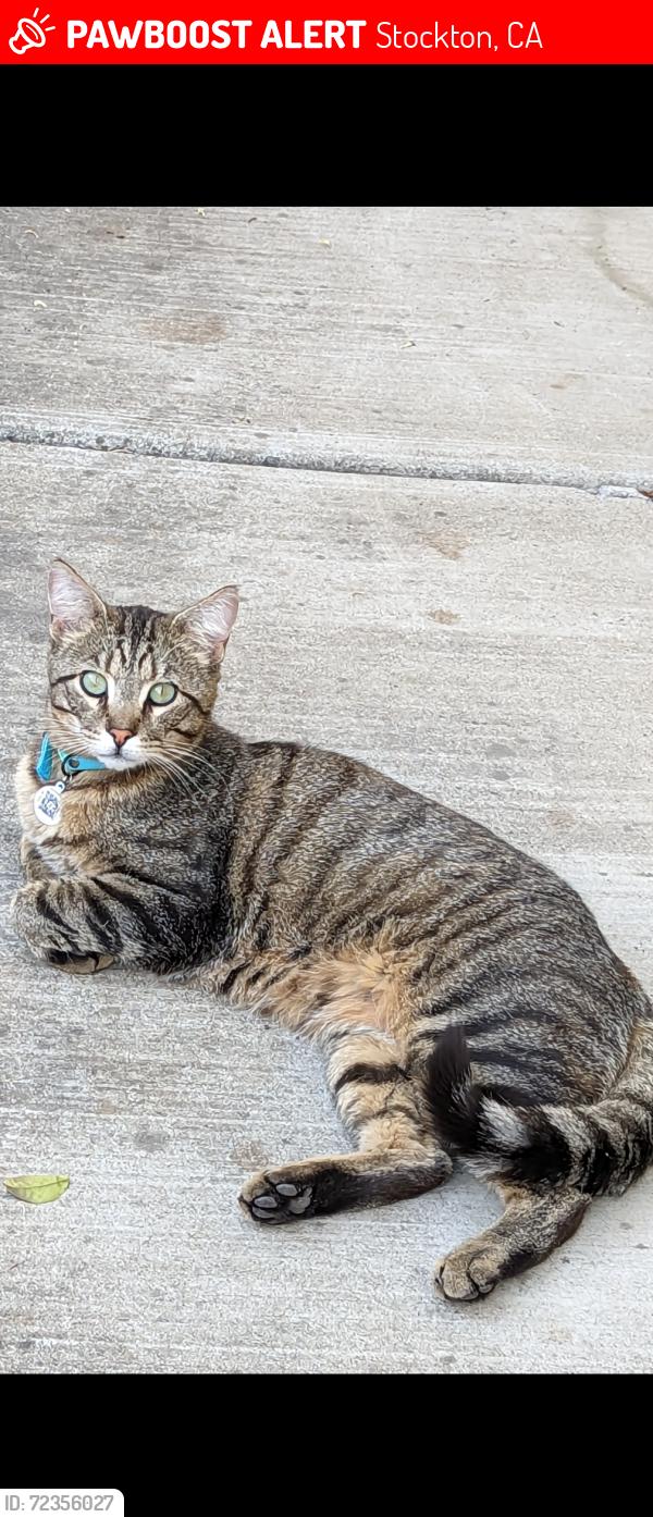 Lost Male Cat last seen Lorraine Ave & Percival Way, Stockton, CA 95210