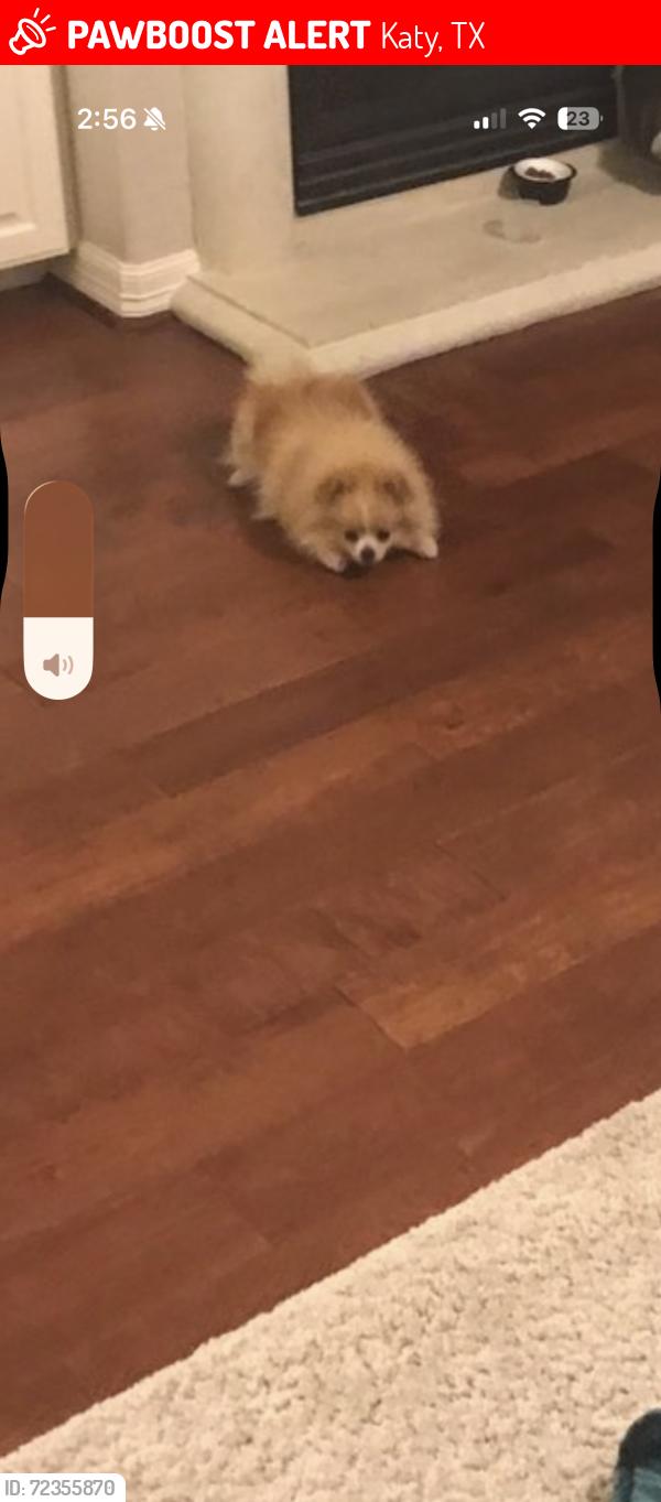 Lost Female Dog last seen Kelliwood Manor Ln, Katy, TX 77450