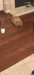 Lost Female Dog last seen Kelliwood Manor Ln, Katy, TX 77450