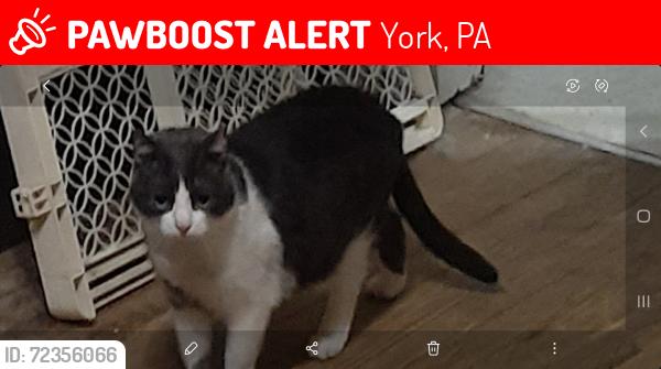Lost Male Cat last seen East King Street/South AlbemarleStreet, York, PA 17403