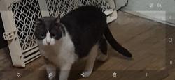 Lost Male Cat last seen East King Street/South AlbemarleStreet, York, PA 17403