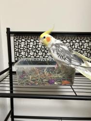 Lost Male Bird last seen 41st and Rivera street, San Francisco, CA 94116