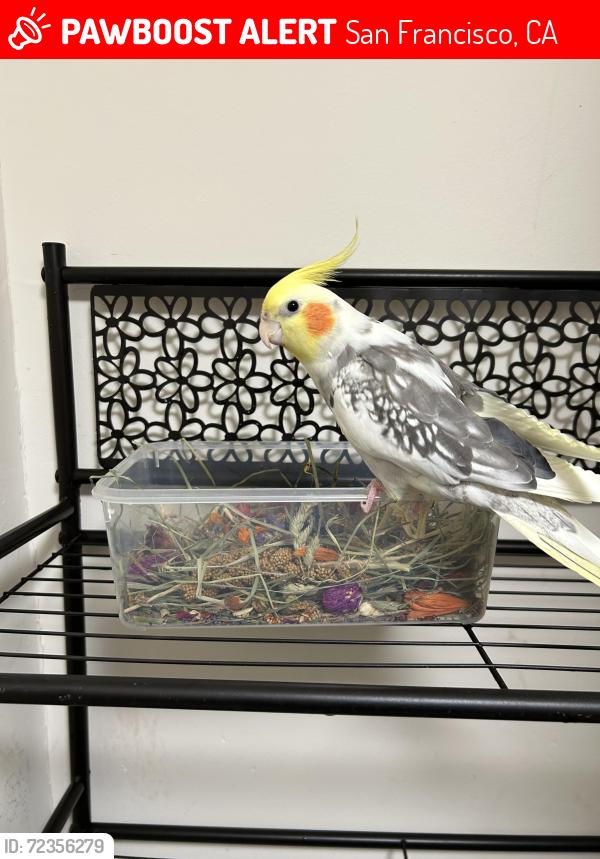 Lost Male Bird last seen 41st and Rivera street, San Francisco, CA 94116