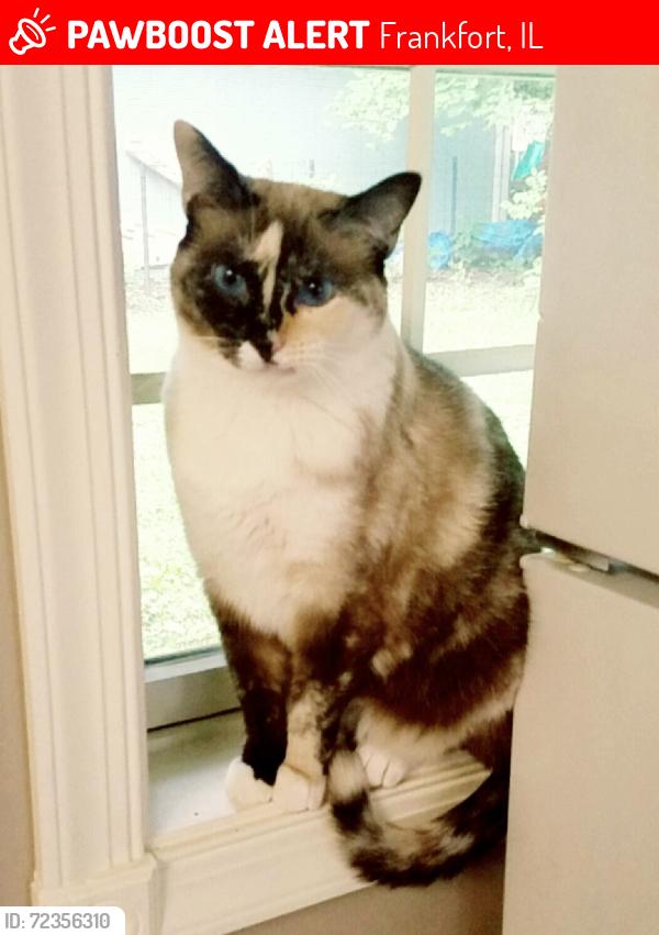 Lost Female Cat last seen Wolf Rd & Laraway Rd, Frankfort, IL 60423