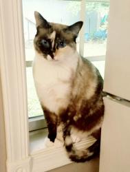 Lost Female Cat last seen Wolf Rd & Laraway Rd, Frankfort, IL 60423