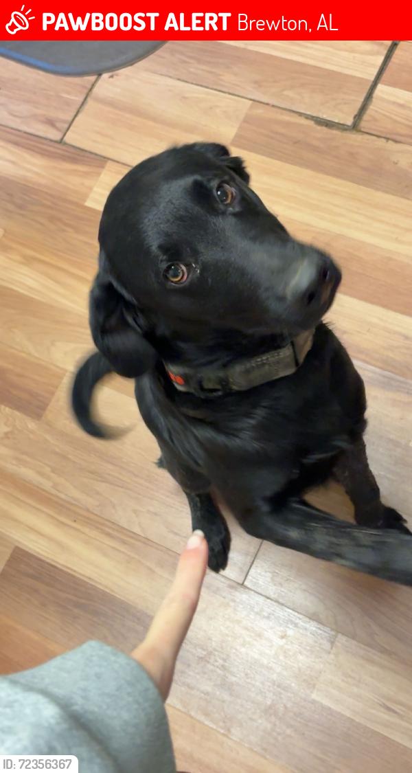 Lost Male Dog last seen Riverview, Brewton, AL 36426