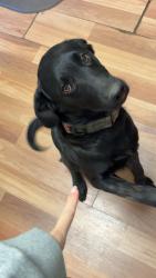 Lost Male Dog last seen Riverview, Brewton, AL 36426