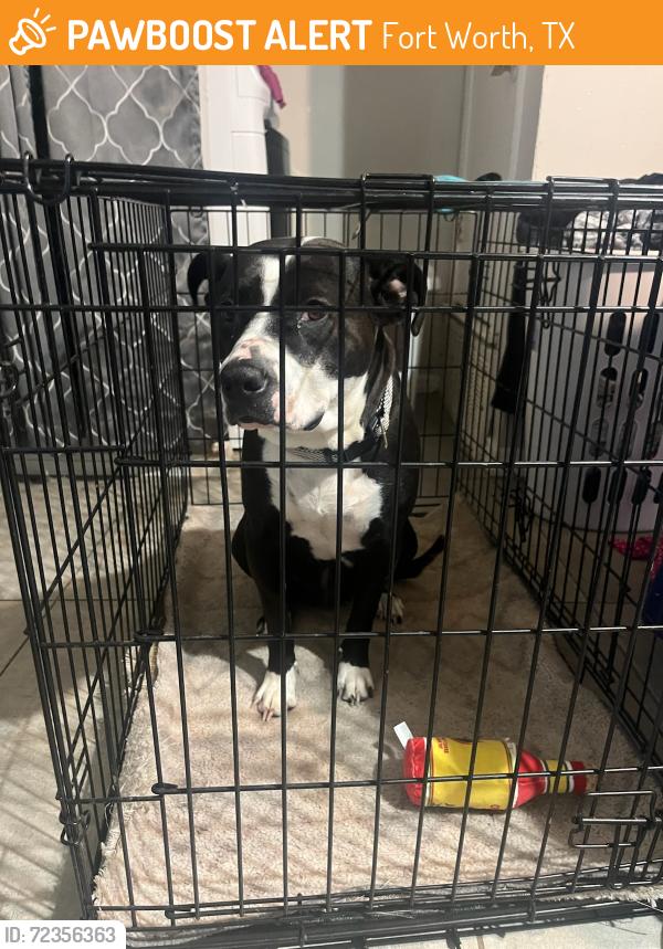 Found/Stray Female Dog last seen Pensacola between Williams Rd & 377, Fort Worth, TX 76116