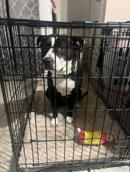 Found/Stray Female Dog last seen Pensacola between Williams Rd & 377, Fort Worth, TX 76116