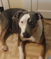 Lost Female Dog last seen Howells ferry Rd and moffett rd , Mobile, AL 36618