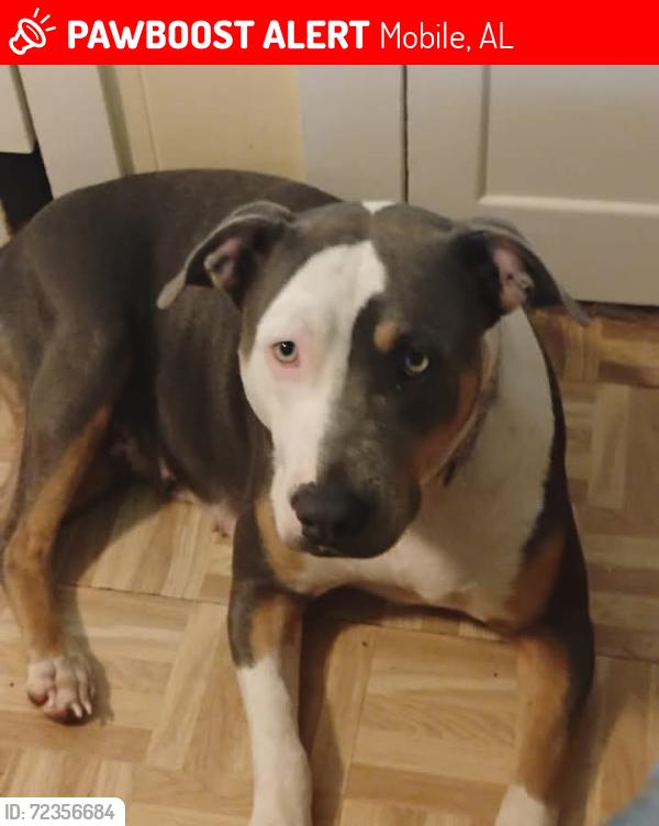 Lost Female Dog last seen Howells ferry Rd and moffett rd , Mobile, AL 36618