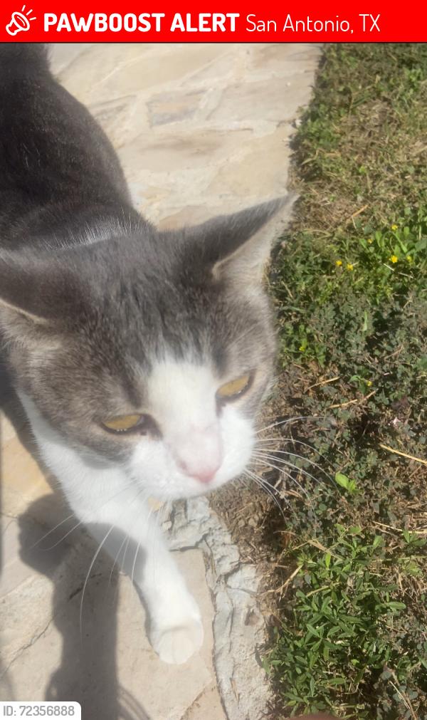 Lost Female Cat last seen Hidden dale /timber path , San Antonio, TX 78250