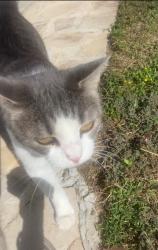 Lost Female Cat last seen Hidden dale /timber path , San Antonio, TX 78250