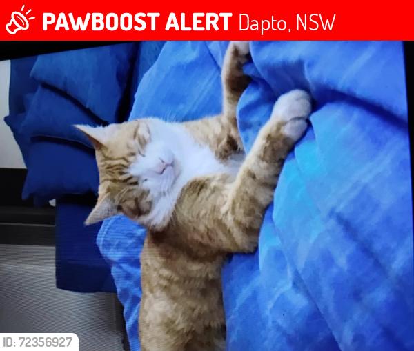 Lost Male Cat last seen Near Burke Rd  Dapto , Dapto, NSW 2530