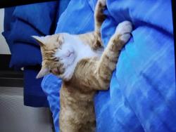 Lost Male Cat last seen Near Burke Rd  Dapto , Dapto, NSW 2530