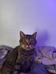 Lost Male Cat last seen Sierra Vista & Western , Los Angeles, CA 90038