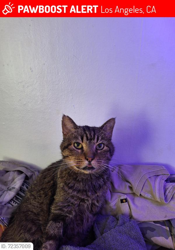 Lost Male Cat last seen Sierra Vista & Western , Los Angeles, CA 90038
