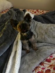 Lost Female Dog last seen Near f St and 17th st ( near E st roundabout and rosedale recreation center ), Washington, DC 20002