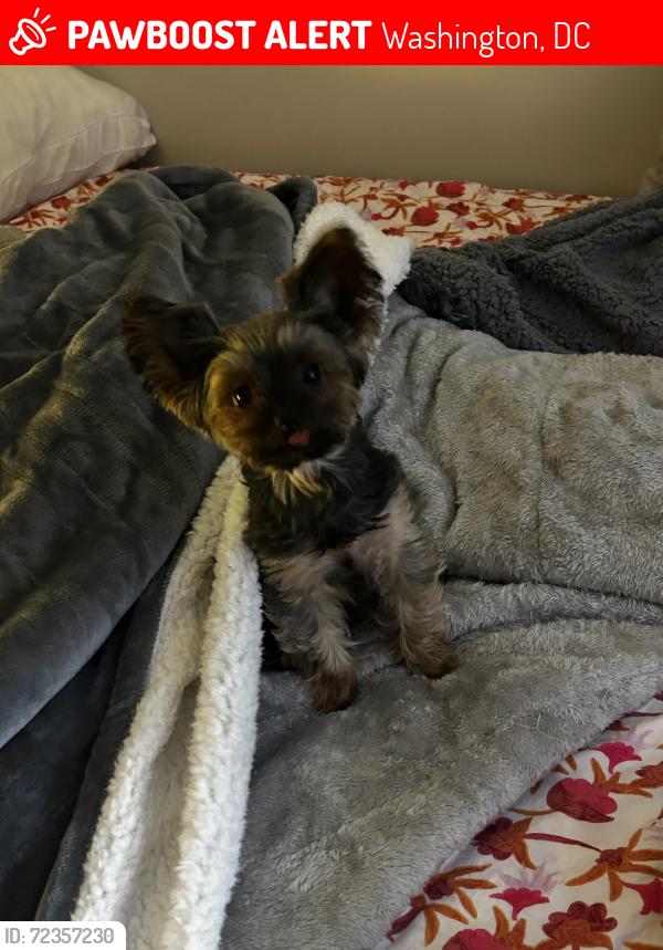 Lost Female Dog last seen Near f St and 17th st ( near E st roundabout and rosedale recreation center ), Washington, DC 20002